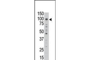 Antibody is used in Western blot to detect MAGED1 in A549 lysate.