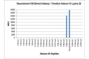 The recombinant H3K36me3 antibody specifically reacts to Histone H3 trimethylated at Lysine 36 (K36me3). (Recombinant Histone 3 抗体  (3meLys36))