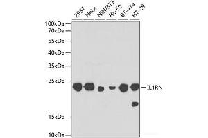 Western blot analysis of extracts of various cell lines using IL1RN Polyclonal Antibody at dilution of 1:1000. (IL1RN 抗体)