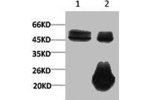 1) Input: Hela Cell Lysate 2) IP product: IP dilute 1:200 (XRCC4 抗体)