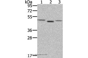 Western blot analysis of NIH/3T3 cell and human placenta tissue, lovo cell, using FGFRL1 Polyclonal Antibody at dilution of 1:400 (FGFRL1 抗体)