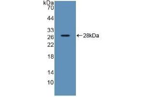 Detection of Recombinant SDF2, Human using Polyclonal Antibody to Stromal Cell Derived Factor 2 (SDF2) (SDF2 抗体  (AA 19-211))