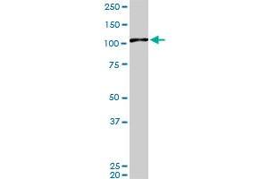 MAPK6 monoclonal antibody (M02), clone 4C11. (MAPK6 抗体  (AA 612-721))