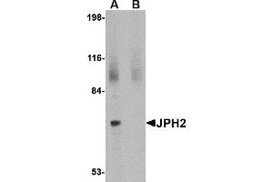 Western Blotting (WB) image for anti-Junctophilin 2 (JPH2) (C-Term) antibody (ABIN1030459) (Junctophilin 2 抗体  (C-Term))