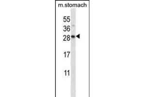 DOL Antibody (C-term) (ABIN657579 and ABIN2846583) western blot analysis in mouse stomach tissue lysates (35 μg/lane). (DOLPP1 抗体  (C-Term))