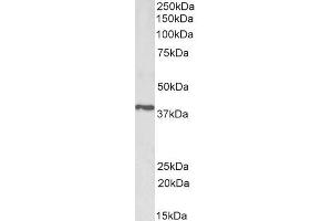 ABIN5539654 (1µg/ml) staining of Pig Testis lysate (35µg protein in RIPA buffer).