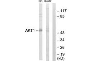 Western blot analysis of extracts from 293 cells/HepG2 cells, using Akt Antibody. (AKT1 抗体  (AA 11-60))