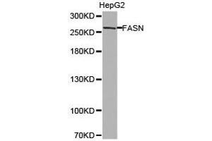 Western Blotting (WB) image for anti-Fatty Acid Synthase (FASN) antibody (ABIN1872662) (Fatty Acid Synthase 抗体)