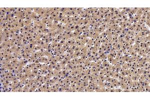 Detection of PON1 in Human Liver Tissue using Polyclonal Antibody to Paraoxonase 1 (PON1) (PON1 抗体  (AA 35-206))