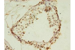 Immunohistochemistry of paraffin-embedded human testis tissue using ABIN7155356 at dilution of 1:100 (HIST1H2AG 抗体  (AA 2-130))