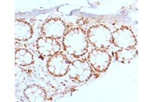 IHC testing of FFPE rat colon with FOXA1 antibody. (FOXA1 抗体  (AA 372-472))