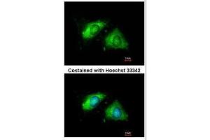 ICC/IF Image Immunofluorescence analysis of methanol-fixed HeLa, using Calnexin, antibody at 1:200 dilution. (Calnexin 抗体  (Internal Region))