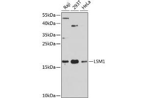 Western blot analysis of extracts of various cell lines, using LSM1 antibody (ABIN6131868, ABIN6143353, ABIN6143354 and ABIN6216476) at 1:3000 dilution. (LSM1 抗体  (AA 1-133))