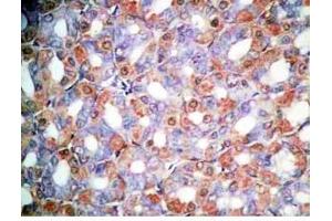 Rat stomach tissue was stained by Rabbit Anti-Orexin A (16-33) (H) Antibody (Orexin A 抗体  (amidated))