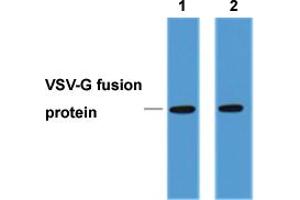 Western Blot analysis of 1 ug VSV-G-tag fusion protein. (VSV-g Tag 抗体)