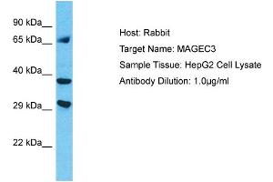 Host: Rabbit Target Name: MAGEC3 Sample Type: HepG2 Whole Cell lysates Antibody Dilution: 1. (MAGEC3 抗体  (C-Term))