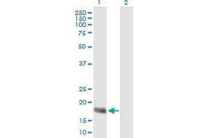Western Blot analysis of APOBEC3H expression in transfected 293T cell line by APOBEC3H MaxPab polyclonal antibody.