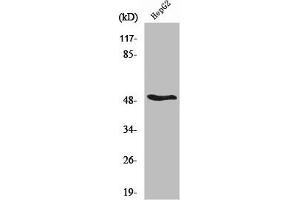 Western Blot analysis of HepG2 cells using RARβ Polyclonal Antibody (Retinoic Acid Receptor beta 抗体  (C-Term))