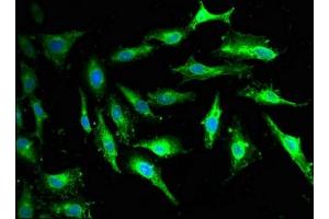 Immunofluorescence (IF) image for anti-Guanine Nucleotide Binding Protein (G Protein), alpha Z Polypeptide (GNaZ) (AA 3-140) antibody (ABIN7154723)