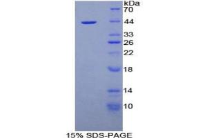 SDS-PAGE analysis of Mouse Nesfatin 1 Protein. (NUCB2 蛋白)