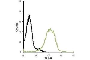 Cell surface detection of Bestrophin-1 in live intact Jurkat (human T cell leukemia) cell line: (black line) Control cells + goat-anti-rabbit-FITC. (Bestrophin 1 抗体  (3rd Extracellular Loop))