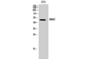 Western Blotting (WB) image for anti-MAP Kinase Interacting serine/threonine Kinase 1 (MKNK1) (Tyr368) antibody (ABIN3185605) (MKNK1 抗体  (Tyr368))