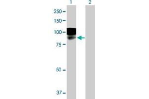 Western Blot analysis of LRFN1 expression in transfected 293T cell line by LRFN1 MaxPab polyclonal antibody. (LRFN1 抗体  (AA 1-771))
