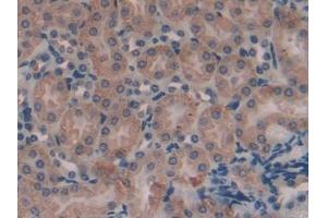 DAB staining on IHC-P; Samples: Mouse Kidney Tissue (AMBP 抗体  (AA 18-202))