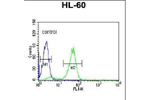 Flow cytometric analysis of HL-60 cells (right histogram) compared to a negative control cell (left histogram). (POLG2 抗体  (C-Term))