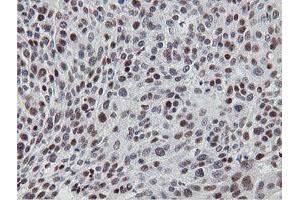 Image no. 1 for anti-Mitochondrial Intermediate Peptidase (MIPEP) (AA 174-516) antibody (ABIN1491016) (MIPEP 抗体  (AA 174-516))