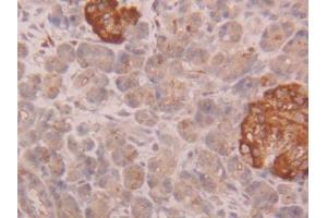 IHC-P analysis of Human Pancreas Tissue, with DAB staining. (CUZD1 抗体  (AA 218-479))