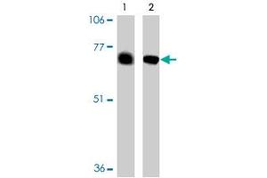 Western blot analysis of BACE2 expression in human (lane 1) and mouse (lane 2) heart tissue in BACE2 polyclonal antibody. (BACE2 抗体  (AA 44-59))