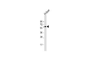 Anti-SLC30A10 Antibody (C-term) at 1:2000 dilution + human liver lysate Lysates/proteins at 20 μg per lane. (SLC30A10 抗体  (AA 331-359))