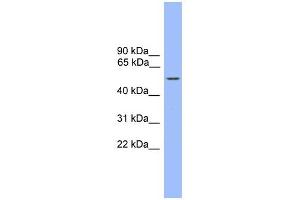 WB Suggested Anti-ZBTB8 Antibody Titration:  0. (ZBTB8A 抗体  (C-Term))
