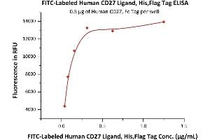ELISA image for CD70 Molecule (CD70) (AA 52-193) (Active) protein (His tag,DYKDDDDK Tag,FITC) (ABIN6972978)
