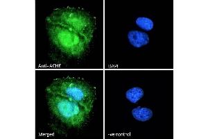Immunofluorescence (IF) image for anti-Acetylcholinesterase (AChE) (C-Term) antibody (ABIN185357)