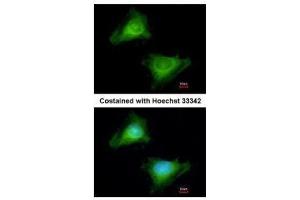 Immunofluorescence (IF) image for anti-Guanylate Binding Protein 3 (GBP3) antibody (ABIN2856870)