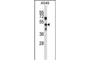 Western blot analysis in A549 cell line lysates (35ug/lane). (S1PR5 抗体  (AA 219-247))
