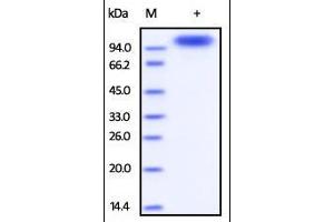 SDS-PAGE (SDS) image for Receptor Tyrosine-Protein Kinase ErbB-3 (ERBB3) (AA 20-643) protein (Strep Tag) (ABIN6810022)