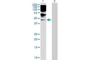 Western Blot analysis of RRAGB expression in transfected 293T cell line by RRAGB MaxPab polyclonal antibody. (RRAGB 抗体  (AA 1-374))