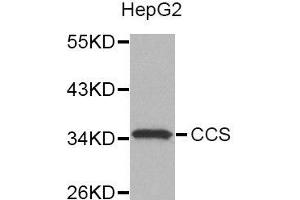 Western blot analysis of extracts of HepG2 cell line, using CCS antibody.