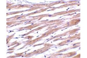 Image no. 1 for anti-Uracil-DNA Glycosylase (UNG) (N-Term) antibody (ABIN318787)