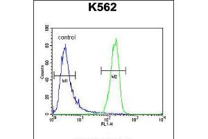 Flow cytometric analysis of K562 cells (right histogram) compared to a negative control cell (left histogram). (ATP8A2 抗体  (N-Term))