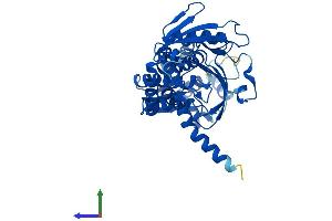AlphaFold protein structure predicition of Human Recombinant ASS1 Protein, UniprotID P00966
