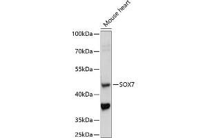 Western blot analysis of extracts of mouse heart, using SOX7 antibody (ABIN7270576) at 1:1000 dilution. (SOX7 抗体  (AA 250-350))