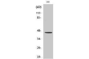 Western Blotting (WB) image for anti-Opioid Receptor, mu 1 (OPRM1) (Thr187) antibody (ABIN3176067) (Mu Opioid Receptor 1 抗体  (Thr187))