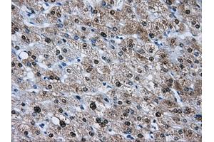 Immunohistochemical staining of paraffin-embedded pancreas tissue using anti-HDAC10mouse monoclonal antibody. (HDAC10 抗体)