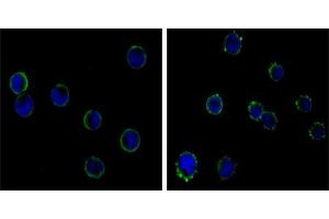 Immunofluorescence analysis of HL-60(left) and K562 (right) cells using CD19 mouse mAb (green). (CD19 抗体)