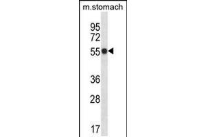 Western Blotting (WB) image for anti-phosphorylase Kinase, gamma 1 (Muscle) (PHKG1) (AA 302-331), (C-Term) antibody (ABIN5537752)
