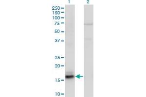 Western Blot analysis of AGR2 expression in transfected 293T cell line by AGR2 monoclonal antibody (M05), clone 1C9. (AGR2 抗体  (AA 1-175))